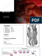 Formación Del Feto