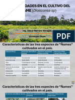 Generalidades Cultivo Ñame