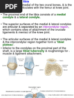 7-Proximal End of Tibia