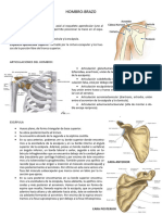 HOMBRO Anatomía Humana