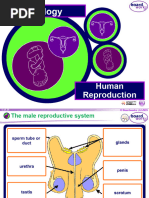 Reproduction Website