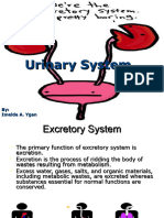 Chapter 10 Urinary System