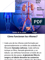 Tema 15 Sistema Excretor