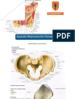 PDF 11 Julio Reproductor Femenino