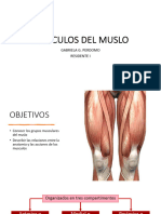 Musculos Del Muslo1