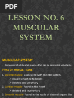 Muscular System