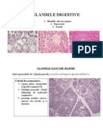 Glandele Digestive