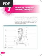 Respiratory System and Common Pathologies