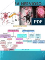 Sistema Nervioso y Tegumentario David Abreu