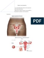 Cancer de Cuello Cervico Uterino