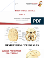 Hemiferios Cerebrales