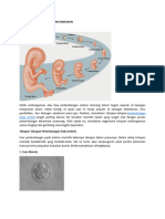 Nama: Akbar Kabeakan Kelas:IX 5: Perkembangan Pada Embrio