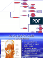 Musculos Cabeza