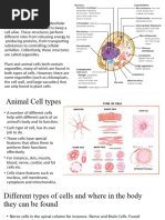 Animal Cell Functions