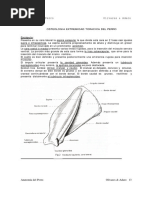 S9 - PDF - Teoría Osteología de Miembro Torácico