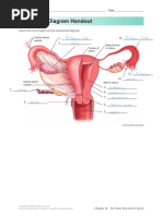 Ch14 - Female Diagram