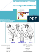 Aparato Urogenital - Macho - CLME