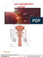 Human Reproduction