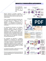 Activación Del Linfocito B y Producción de Anticuerpos