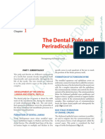 The Dental Pulp and Periradicular Tissues