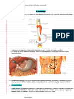 Clase 26 - Estomago, Tronco Celiaco y Bolsa Omental