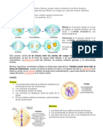 Mitosis y Meiosis