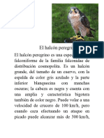 El Halcón Peregrino