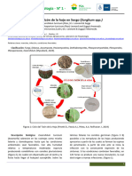 Ciclo Del Tizón de La Hoja en Sorgo (Sorghum SPP.) - Notas de Fitopatología Nº 1