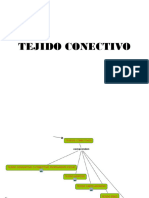 Tejido Conectivo Propiamente Dicho