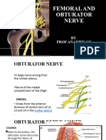 Femoral and Obturator Nerve