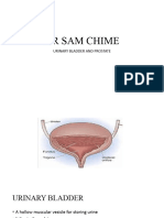 URINARY BLADDER and PROSTATE