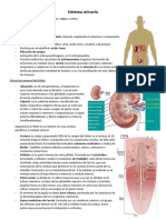 Sistema Urinario