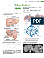 Resumo - Nódulos Hepáticos