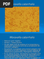 Moraxella