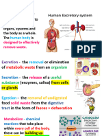 Excresion in Humans