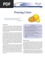 Pruning Citrus: E Tension