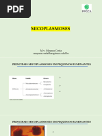 Micoplasmose