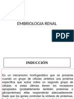 Embriologia Renal