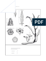 BIO102 - Laboratory Exercise 6 - Dicot