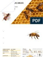 Anatomía de Las Abejas