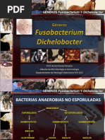 12 Fusobacterium y 13 Dichelobacter