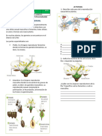 Reproduccion Sexual de Las Plantas