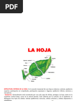 La Hoja