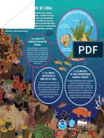 Coral Infographic Espanol