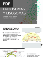 Histologia 1. Endosoma y Lisosoma