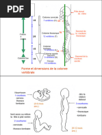 Anatomie Du Rachis Et de La Moelle Épinière