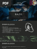 Bazo - Generalidades