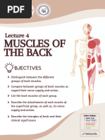 L04 - Muscles of The Back