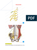 Ramos e Inervación Miembro Inferior