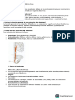 Apunté Anatomía Miembro Superior y Musculos Abdominales